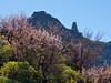 Gran Canaria Tejeda mandloň.jpg
